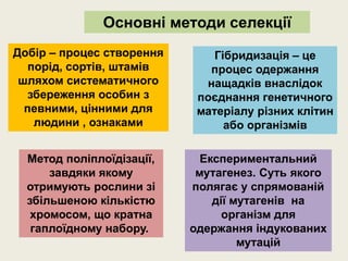 Основні методи селекції
Добір – процес створення
порід, сортів, штамів
шляхом систематичного
збереження особин з
певними, цінними для
людини , ознаками
Гібридизація – це
процес одержання
нащадків внаслідок
поєднання генетичного
матеріалу різних клітин
або організмів
Метод поліплоїдізації,
завдяки якому
отримують рослини зі
збільшеною кількістю
хромосом, що кратна
гаплоїдному набору.
Експериментальний
мутагенез. Суть якого
полягає у спрямованій
дії мутагенів на
організм для
одержання індукованих
мутацій
 