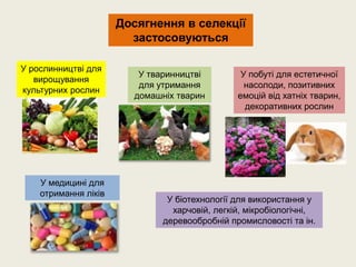 Досягнення в селекції
застосовуються
У рослинництві для
вирощування
культурних рослин
У тваринництві
для утримання
домашніх тварин
У побуті для естетичної
насолоди, позитивних
емоцій від хатніх тварин,
декоративних рослин
У медицині для
отримання ліків
У біотехнології для використання у
харчовій, легкій, мікробіологічні,
деревообробній промисловості та ін.
 