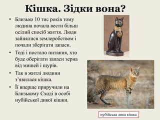 Кішка. Зідки вона?
• Близько 10 тис років тому
людина почала вести більш
осілий спосіб життя. Люди
зайнялися землеробством і
почали зберігати запаси.
• Тоді і постало питання, хто
буде оберігати запаси зерна
від мишей і щурів.
• Так в житлі людини
з’явилася кішка.
• Її вперше приручили на
Близькому Сході в особі
нубійської дикої кішки.
нубійська дика кішка
 