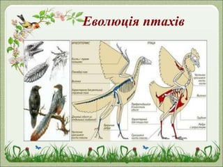 Еволюція птахів
 