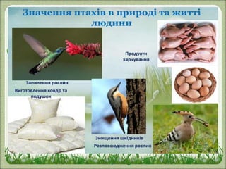 Значення птахів
 Знищують шкідливих комах та гризунів
 Розповсюджують насіння рослин
 Запилюють рослини
 Об‘єкти промислу та полювання
 Послід птахів – добриво у сільському господарстві
 Естетичне значення: прикрашають природу;
радують нас своїм співом
 