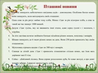 Пташині новини
1. Горобці знищують небезпечного шкідника садів – довгоносика. Особливо багато комах
вони знищують, коли вигодовують своїх пташенят.
2. Одна сова за рік рятує майже тону хліба. Миша з`їдає за рік кілограм хліба, а сова за
такий же час знищує 1000 мишей.
3. Зозуля з`їдає гусінь, яку не вживають інші птахи, адже серед гусені є і волохата, і
отруйна.
4. За літо ластівка встигає впіймати близько мільйона різних мошок, попелиць і комарів.
5. Шпаки знищують до 6 тисяч різних комах на день. Вони 250 разів приносять їжу своїм
пташенятам.
6. Мухоловка строката щодня з`їдає по 300 мух і комарів.
7. Синиця за літній день з`їдає і приносить пташенятам стільки комах, що їхня вага
дорівнює вазі її тіла.
8. Сойка – дбайливий лісовод. Вона сприяє розселенню дуба, бо ховає жолуді, а про деякі
комори забуває. І навесні проростають дубки.
А от омелюхи, розселяючи омелу, не приносять деревам користі.
 