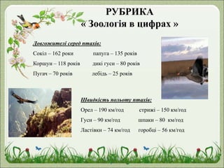 РУБРИКА
« Зоологія в цифрах »
Довгожителі серед птахів:
Сокіл – 162 роки папуга – 135 років
Коршун – 118 років дикі гуси – 80 років
Пугач – 70 років лебідь – 25 років
Швидкість польоту птахів:
Орел – 190 км/год стрижі – 150 км/год
Гуси – 90 км/год шпаки – 80 км/год
Ластівки – 74 км/год горобці – 56 км/год
 