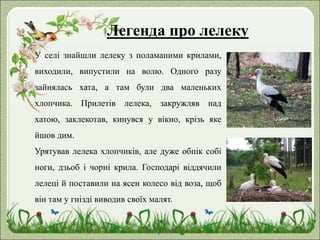 Легенда про лелеку
У селі знайшли лелеку з поламаними крилами,
виходили, випустили на волю. Одного разу
зайнялась хата, а там були два маленьких
хлопчика. Прилетів лелека, закружляв над
хатою, заклекотав, кинувся у вікно, крізь яке
йшов дим.
Урятував лелека хлопчиків, але дуже обпік собі
ноги, дзьоб і чорні крила. Господарі віддячили
лелеці й поставили на ясен колесо від воза, щоб
він там у гнізді виводив своїх малят.
 