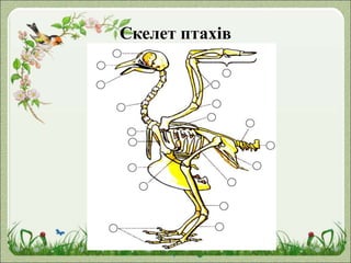Скелет птахів
 