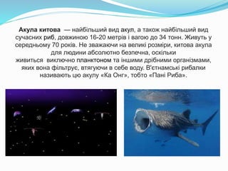 Акула китова — найбільший вид акул, а також найбільший вид
сучасних риб, довжиною 16-20 метрів і вагою до 34 тонн. Живуть у
середньому 70 років. Не зважаючи на великі розміри, китова акула
для людини абсолютно безпечна, оскільки
живиться виключно планктоном та іншими дрібними організмами,
яких вона фільтрує, втягуючи в себе воду. В'єтнамські рибалки
називають цю акулу «Ка Онг», тобто «Пані Риба».
 