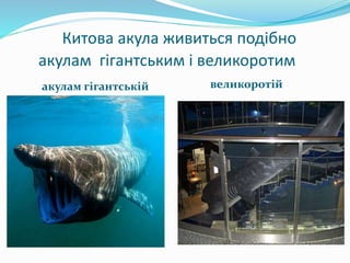 Китова акула живиться подібно
акулам гігантським і великоротим
акулам гігантській великоротій
 