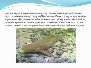 Китова акула є єдиним видом в роді Ринкодонта в родині китових
акул , що належить до ряду воббегонгоподібних. Ці акули мають сіре,
коричневе або синювате забарвлення, при цьому живіт світліший, а
спина покрита світлими смужками і плямами. У китових акул є два
спинні плавці, а також грудні і анальні плавці і п'ять зябрових щілин
 