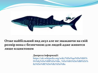 Отже найбільший вид акул але не зважаючи на свій
розмір вона є безпечною для людей адже живится
лише планктоном
Джерела інформації:
https://uk.wikipedia.org/wiki/%D0%90%D0%BA%
D1%83%D0%BB%D0%B0_%D0%BA%D0%B8%D1%
82%D0%BE%D0%B2%D0%B0
 