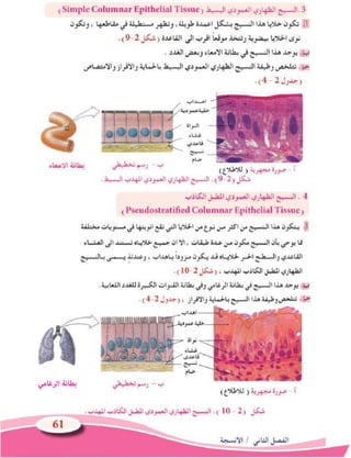 اﻟﺮﻏﺎﻣﻲ ﺑﻄﺎﻧﺔ