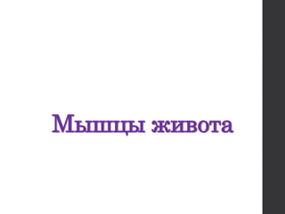 Мышцы живота
 