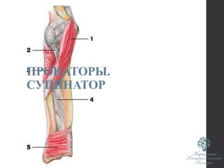 ПРОНАТОРЫ.
СУПИНАТОР
 
