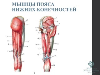 МЫШЦЫ ПОЯСА
НИЖНИХ КОНЕЧНОСТЕЙ
 