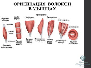 ОРИЕНТАЦИЯ ВОЛОКОН
В МЫШЦАХ
 