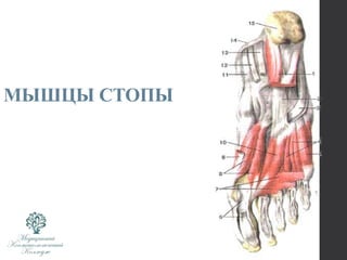 МЫШЦЫ СТОПЫ
 
