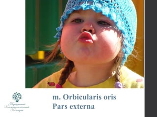 m. Orbicularis oris
Pars externa
 