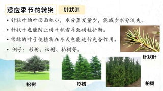 输入标题 针状叶
适应季节的转换
• 针状叶的叶面面积小，水分蒸发量少，能减少水分流失。
• 针状叶也能防止树叶积雪导致树枝折断。
• 常绿的叶子使植物在冬天也能进行光合作用。
• 例子：杉树、松树、柏树等。
松树 杉树 柏树
针状叶
 