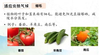 输入标题
适应炎热气候
• 植物的叶子和茎表面有细毛，能避免阳光直接曝晒，减
缓水分蒸发。
• 例子：番茄、羊角豆、南瓜等。
南瓜
番茄 羊角豆
细毛
 
