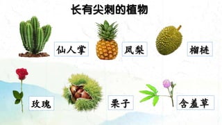 输入标题
长有尖刺的植物
仙人掌 凤梨 榴梿
玫瑰 栗子 含羞草
 