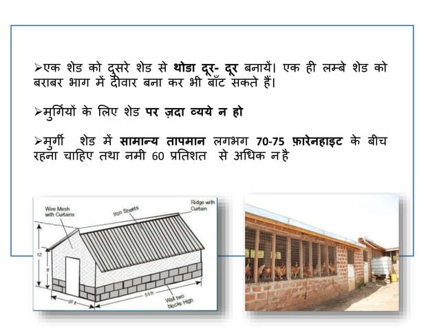 poultry-farming-ppt-in-hindi-murgi-palan