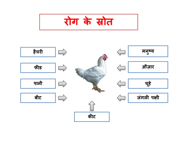poultry-farming-ppt-in-hindi-murgi-palan