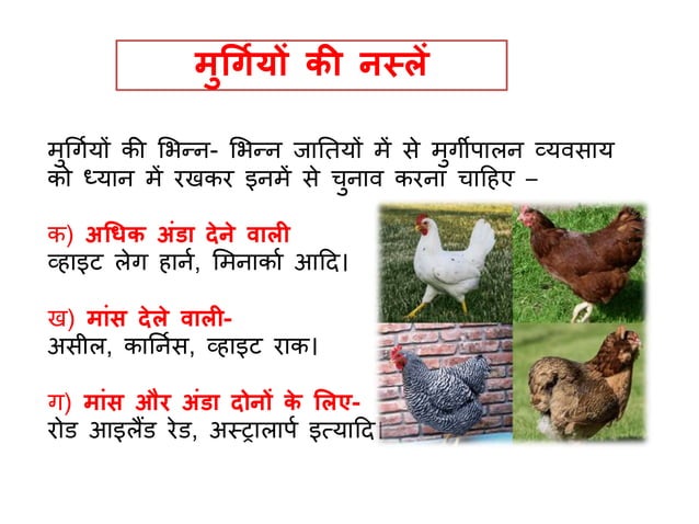 poultry-farming-ppt-in-hindi-murgi-palan