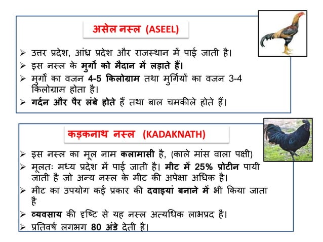 poultry-farming-ppt-in-hindi-murgi-palan