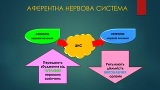 АФЕРЕНТНА НЕРВОВА СИСТЕМА
ЦНС
АФЕРЕНТНІ
нервові волокна
ЕФЕРЕНТНІ
нервові волокна
Передають
збудження від
ЧУТЛИВИХ
нервових
закінчень
Регулюють
діяльність
ВИКОНАВЧИХ
органів
 