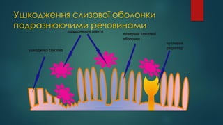 Ушкодження слизової оболонки
подразнюючими речовинами
подразнюючі агенти
поверхня слизової
оболонки
чутливий
рецептор
ушкоджена слизова
 