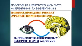 ПРОВЕДЕННЯ НЕРВОВОГО ІМПУЛЬСУ
АФЕРЕНТНИМИ ТА ЕФЕРЕНТНИМИ
ВОЛОКНАМИ
НАПРЯМОК ПРОВЕДЕННЯ ІМПУЛЬСУ
ВОЛОКНАМИ
АФЕРЕНТНИМИ
НАПРЯМОК ПРОВЕДЕННЯ ІМПУЛЬСУ
ВОЛОКНАМИ
АФЕРЕНТНИМИ
НАПРЯМОК ПРОВЕДЕННЯ ІМПУЛЬСУ
ВОЛОКНАМИ
ЕФЕРЕНТНИМИ
НАПРЯМОК ПРОВЕДЕННЯ ІМПУЛЬСУ
ВОЛОКНАМИ
ЕФЕРЕНТНИМИ
 