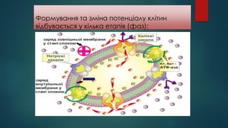 Формування та зміна потенціалу клітин
відбувається у кілька етапів (фаз):
І фаза – фаза спокою
 