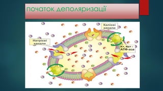 початок деполяризації
 