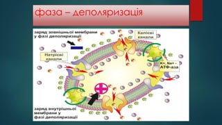 фаза – деполяризація
 