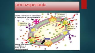 реполяризація
 