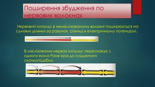 Поширення збудження по
нервових волокнах
Нервовий імпульс в немієлізованому волокні поширюється на
суміжні ділянки за рахунок різниці в електричному потенціалі.
В мієлізованих нервах імпульс перескакує з
одного вузла Ранв’єра до слідуючого
скачкоподібно.
 