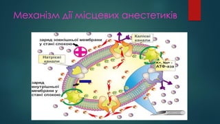 Механізм дії місцевих анестетиків
 