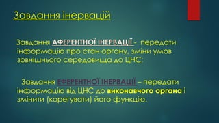 Завдання інервацій
Завдання АФЕРЕНТНОЇ ІНЕРВАЦІЇ - передати
інформацію про стан органу, зміни умов
зовнішнього середовища до ЦНС;
Завдання ЕФЕРЕНТНОЇ ІНЕРВАЦІЇ – передати
інформацію від ЦНС до виконавчого органа і
змінити (корегувати) його функцію.
 