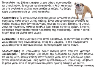 Το σκυλάκι που βλέπετε ανήκει σε μια ράτσα που ονομάζε-
ται μπουλντόγκ. Το όνομά του είναι σύνθετη λέξη και σημαί-
νει στα...