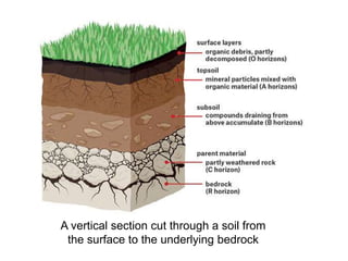 A vertical section cut through a soil from
the surface to the underlying bedrock
 