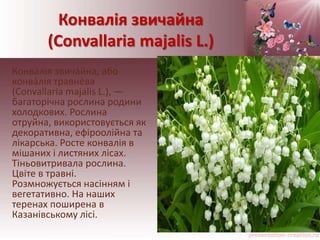 Конвалія звичайна
(Convallaria majalis L.)
Конва́лія звича́йна, або
конва́лія травне́ва
(Convallaria majalis L.), —
багаторічна рослина родини
холодкових. Рослина
отруйна, використовується як
декоративна, ефіроолійна та
лікарська. Росте конвалія в
мішаних і листяних лісах.
Тіньовитривала рослина.
Цвіте в травні.
Розмножується насінням і
вегетативно. На наших
теренах поширена в
Казанівському лісі.
 