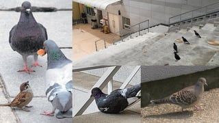 메뚜기와 비둘기 암연구.pdf