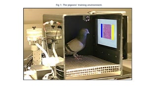 Fig 1. The pigeons’ training environment.
 
