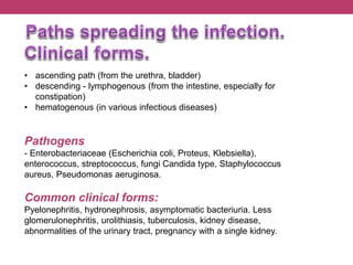 • ascending path (from the urethra, bladder)
• descending - lymphogenous (from the intestine, especially for
constipation)
• hematogenous (in various infectious diseases)
Pathogens
- Enterobacteriaceae (Escherichia coli, Proteus, Klebsiella),
enterococcus, streptococcus, fungi Candida type, Staphylococcus
aureus, Pseudomonas aeruginosa.
Common clinical forms:
Pyelonephritis, hydronephrosis, asymptomatic bacteriuria. Less
glomerulonephritis, urolithiasis, tuberculosis, kidney disease,
abnormalities of the urinary tract, pregnancy with a single kidney.
 