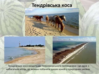 Тендрівська коса
Тендрівська коса входить до Чорноморського заповідника і це одне з
небагатьох місць, де можна побачити диких коней у природних умовах.
 