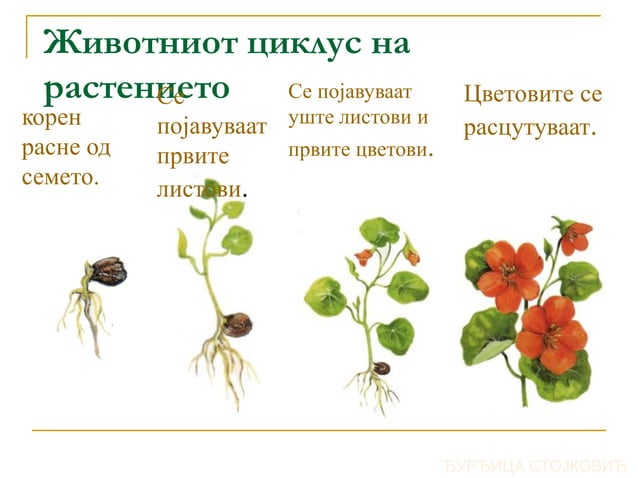 Растенија, градба, животен циклус | PPT