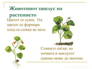 Растенија, градба, животен циклус | PPT