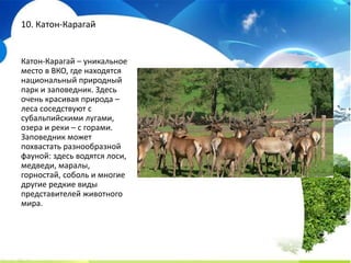 чемпионат Казахстана по футзалу