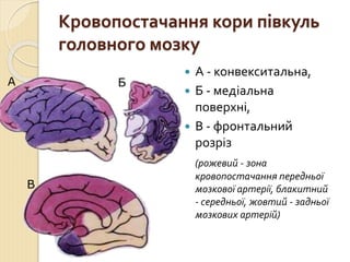 Ураження основного стовбура
середньої мозкової артерії
 геміплегія,
 геміанестезія,
 парез погляду,
 розлади мови (мот...