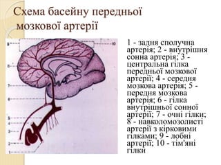 Інфаркт в басейні задньої
мозкової артерії
 1. геміанопсія гомонімна або квадратна
з збереженням макулярного зору
 2. зо...