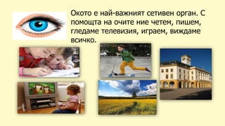 Окото е най-важният сетивен орган. С
помощта на очите ние четем, пишем,
гледаме телевизия, играем, виждаме
всичко.
 